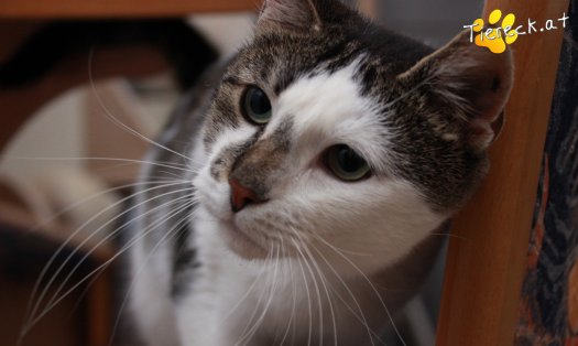Katze Sammy (Foto by Tiereck.at - Lavanttaler Tierhilfe)
