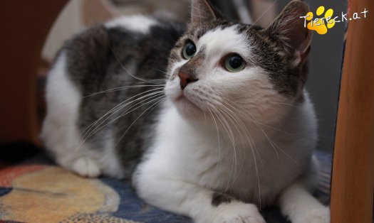 Katze Sammy (Foto by Tiereck.at - Lavanttaler Tierhilfe)