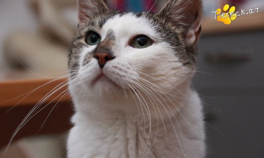 Katze Sammy (Foto by Tiereck.at - Lavanttaler Tierhilfe)