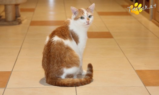 Katze Houdini Bob (Foto by Tiereck.at - Lavanttaler Tierhilfe)