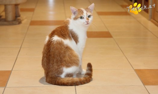 Katze Houdini Bob