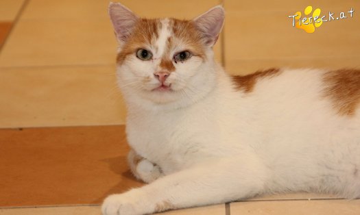 Katze Houdini Bob (Foto by Tiereck.at - Lavanttaler Tierhilfe)