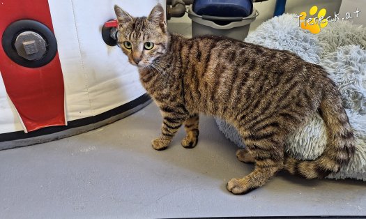 Katze Findus (Foto by Birgit Avar)