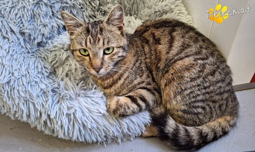 Katze Findus (Foto by Birgit Avar)