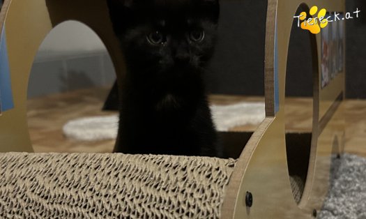 Katze Finley (Foto by Tiereck.at - Lavanttaler Tierhilfe)