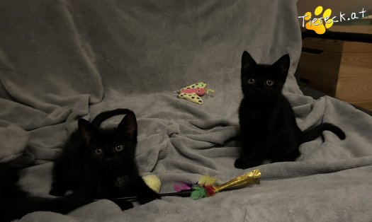 Katze Finley (Foto by Tiereck.at - Lavanttaler Tierhilfe)