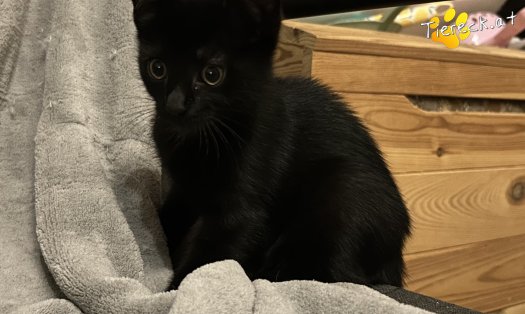 Katze Finley (Foto by Tiereck.at - Lavanttaler Tierhilfe)