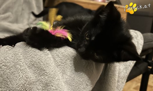 Katze Finley (Foto by Tiereck.at - Lavanttaler Tierhilfe)
