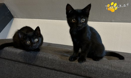 Katze Finley (Foto by Tiereck.at - Lavanttaler Tierhilfe)