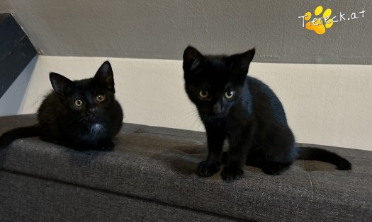 Katze Finley (Foto by Tiereck.at - Lavanttaler Tierhilfe)