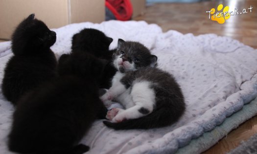 Katze Faro (Foto by Tiereck.at - Lavanttaler Tierhilfe)