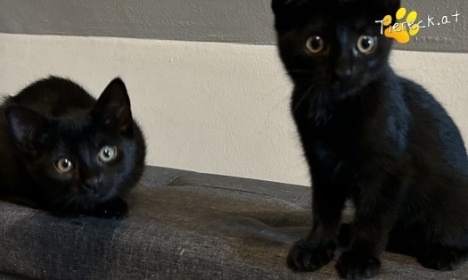 Katze Faro (Foto by Tiereck.at - Lavanttaler Tierhilfe)