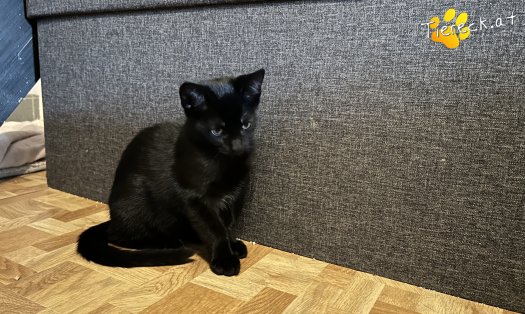 Katze Faro (Foto by Tiereck.at - Lavanttaler Tierhilfe)