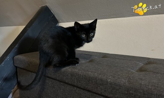 Katze Faro (Foto by Tiereck.at - Lavanttaler Tierhilfe)