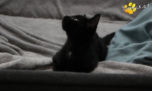 Katze Faro (Foto by Tiereck.at - Lavanttaler Tierhilfe)