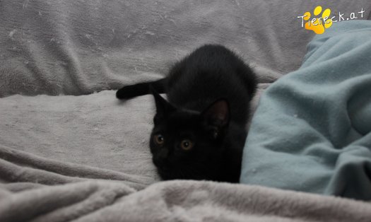 Katze Faro (Foto by Tiereck.at - Lavanttaler Tierhilfe)