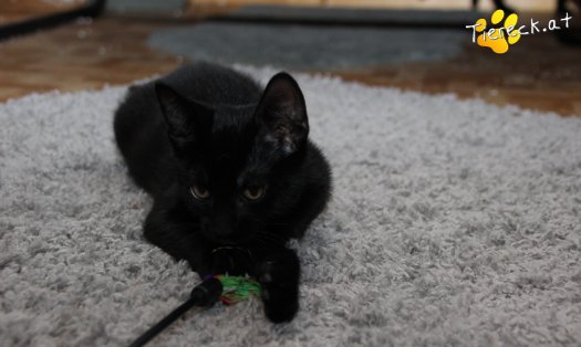 Katze Faro (Foto by Tiereck.at - Lavanttaler Tierhilfe)