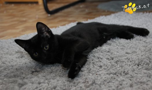 Katze Faro (Foto by Tiereck.at - Lavanttaler Tierhilfe)