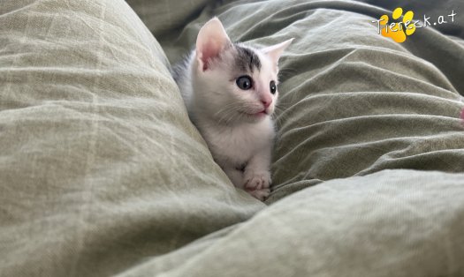 Katze Hopey Joe (Foto by Tiereck.at - Lavanttaler Tierhilfe)