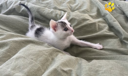 Katze Hopey Joe (Foto by Tiereck.at - Lavanttaler Tierhilfe)