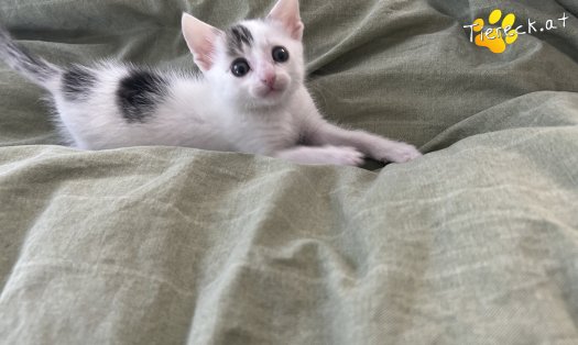 Katze Hopey Joe (Foto by Tiereck.at - Lavanttaler Tierhilfe)