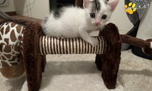Katze Hopey Joe (Foto by Tiereck.at - Lavanttaler Tierhilfe)