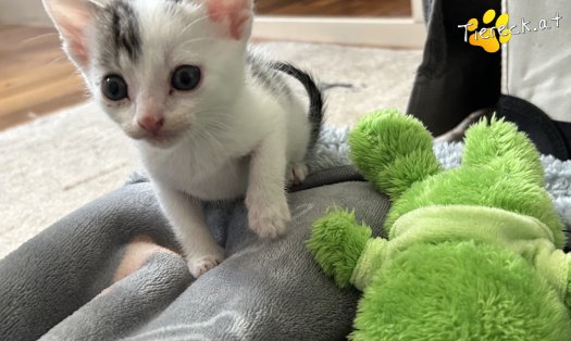 Katze Hopey Joe (Foto by Tiereck.at - Lavanttaler Tierhilfe)