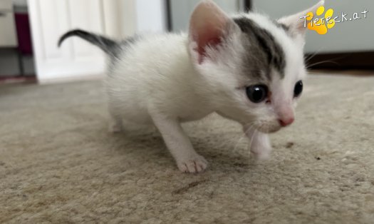 Katze Hopey Joe (Foto by Tiereck.at - Lavanttaler Tierhilfe)