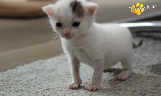 Katze Rosi (Foto by Tiereck.at - Lavanttaler Tierhilfe)