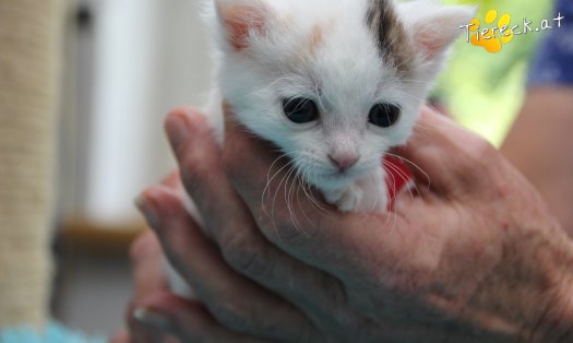 Katze Rosi (Foto by Tiereck.at - Lavanttaler Tierhilfe)