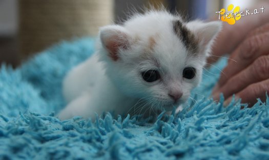 Katze Rosi (Foto by Tiereck.at - Lavanttaler Tierhilfe)