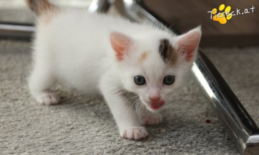 Katze Rosi (Foto by Tiereck.at - Lavanttaler Tierhilfe)