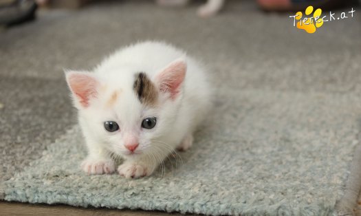 Katze Rosi (Foto by Tiereck.at - Lavanttaler Tierhilfe)