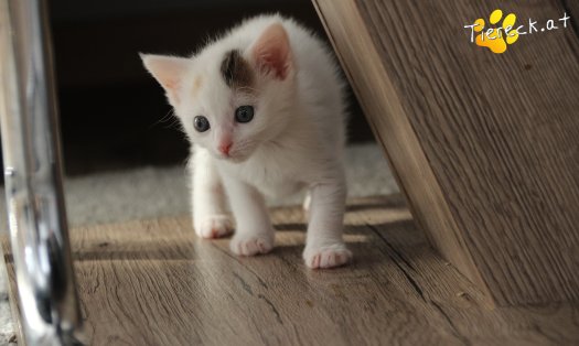 Katze Rosi (Foto by Tiereck.at - Lavanttaler Tierhilfe)