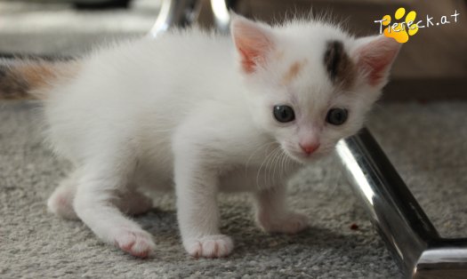 Katze Rosi (Foto by Tiereck.at - Lavanttaler Tierhilfe)