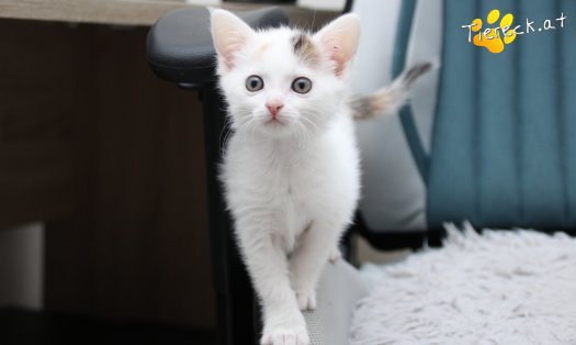 Katze Rosi (Foto by Tiereck.at - Lavanttaler Tierhilfe)