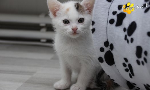 Katze Rosi (Foto by Tiereck.at - Lavanttaler Tierhilfe)