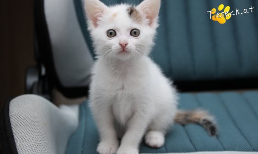 Katze Rosi (Foto by Tiereck.at - Lavanttaler Tierhilfe)