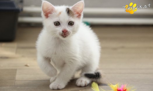 Katze Rosi (Foto by Tiereck.at - Lavanttaler Tierhilfe)