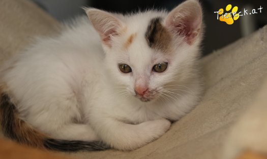 Katze Rosi (Foto by Tiereck.at - Lavanttaler Tierhilfe)