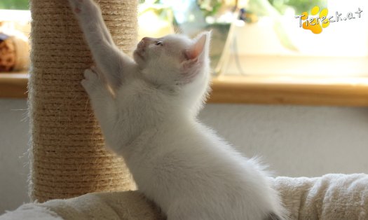 Katze Rosi (Foto by Tiereck.at - Lavanttaler Tierhilfe)
