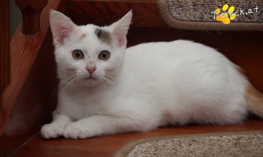 Katze Rosi (Foto by Tiereck.at - Lavanttaler Tierhilfe)
