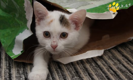 Katze Rosi (Foto by Tiereck.at - Lavanttaler Tierhilfe)