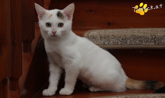 Katze Rosi (Foto by Tiereck.at - Lavanttaler Tierhilfe)