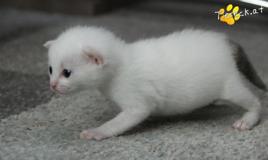 Katze Sophia (Foto by Tiereck.at - Lavanttaler Tierhilfe)