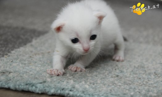 Katze Sophia (Foto by Tiereck.at - Lavanttaler Tierhilfe)