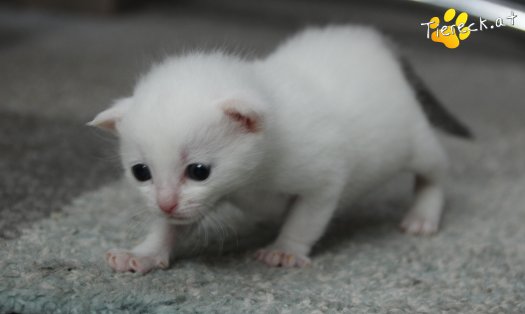 Katze Sophia (Foto by Tiereck.at - Lavanttaler Tierhilfe)