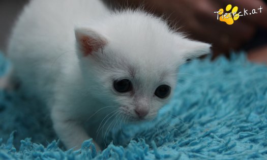 Katze Sophia (Foto by Tiereck.at - Lavanttaler Tierhilfe)