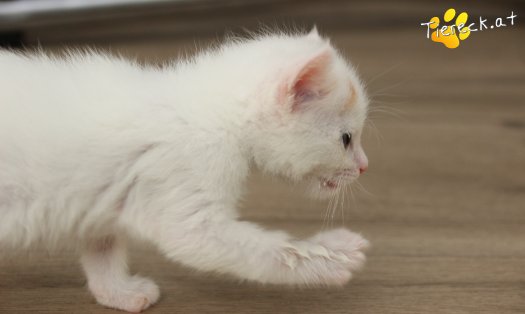 Katze Sophia (Foto by Tiereck.at - Lavanttaler Tierhilfe)