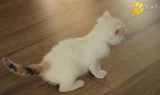 Katze Sophia (Foto by Tiereck.at - Lavanttaler Tierhilfe)